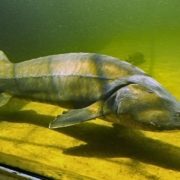 caviar_kapitaler-sturgeon-1827761_1280