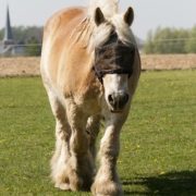 cheval_trait_draft-horse-5052365_1280