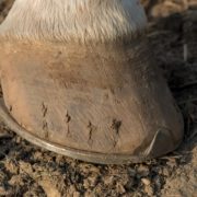 fer_de_trait_horse-hooves-4299521_1280