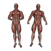 systeme_anatomie_muscle-3120521_1280